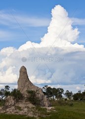 Mirror image of termite mound in the clouds over Okavango