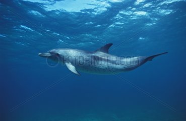 Atlantic spotted dolphin swimming Bahamas