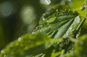 Dew drops on leaves