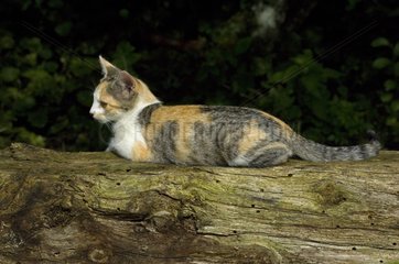 Kitten on a trunk in the garden