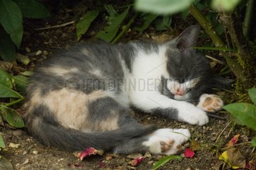 Kitten slepping in a garden