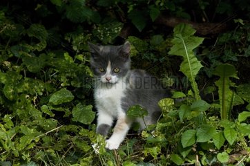 Kitten in a garden