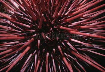 Spines and tubed feet of Red Sea Urchin California USA
