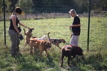 Volunteers walking with dog from a refuge SPA France