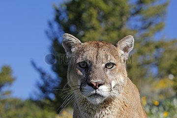 Portrait of Puma Montana USA