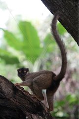 Common Brown Lemur on island Nosy Tanikely Madagascar