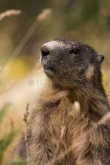 Portrait of an Alpine Marmot PN in the Mercantour France