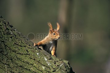 Portrait of Eurasian Red Squirrel on a branch France