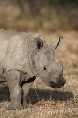White Rhinoceros portrait Nakuru National Park Kenya
