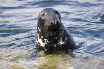 Kopf der atlantischen grauen Seal Isle of Mull Schottland