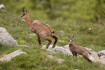 Female Chamois urining followed by its young Mercantour NP