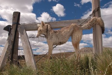 Renard tué et accroché par un gaucho Patagonie Argentine