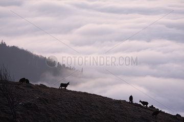 Herd of Chamois above a cloud sea Vosges France