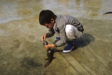 Child feeding a Chinese Giant Salamander China