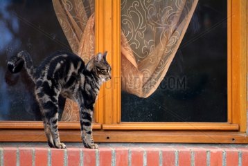 1 Jahre alte europäische Katze am Rand eines Fensters Frankreich