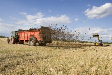 Spreading manure on a field covered with stubble