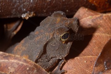 South American common Toad in dead leaves French Guiana