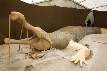 Rekonstitution eines Sarkosuchus  der in einem Zoo Frankreich hergestellt wurde
