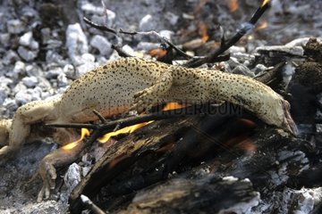 Sand monitor cooked on embers in Australia