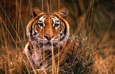 Portrait of Bengal tiger India