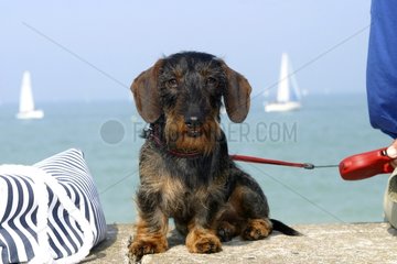 Wire-haired Dachshund on holidays in Normandy France