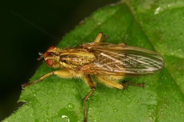 Yellow dung fly Nature reserve Moeraske Belgium