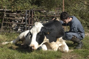 Veterinarian woman examining a sick Prim'Holstein cow