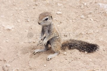 South African Ground Squirrel near burrow Etosha NP