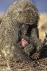 Femelle Babouin doguera tenant son jeune nouveau-né