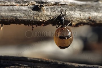 Honey ant dug up by Aboriginal ladies in Australia