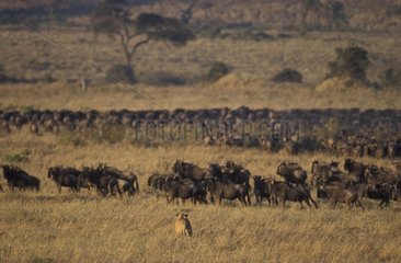 Lionne surveillant un troupeau de gnous Masaï Mara Kenya