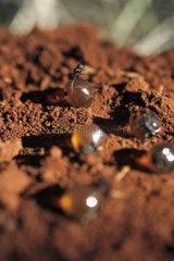 Honey ants dug up by Aboriginal ladies in Australia