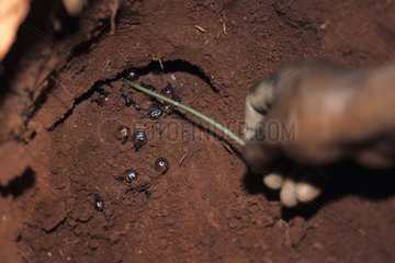 Honey ants dug up by Aboriginal ladies in Australia