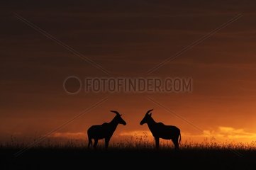 Topis in savanna at sunset Masai Mara Kenya