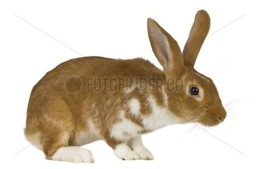 Porträt einer Kaninchenkreuz -Rasse