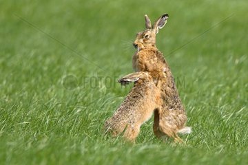 Pair of European Hares playfighting Great Britain