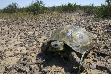 Horsfields Schildkröte in der Wüste im Frühjahr Kasachstan
