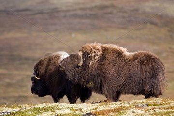 Muskox male trying to mount one of its female Norway