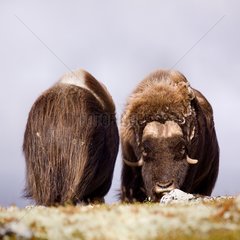 Muskox male and female at the end of the summer Norway