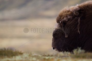 Portrait of a Muskox male at the end of the summer Norway