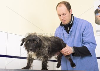 Veterinarian examining a dog to the clinic