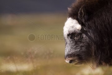 Portrait of a young Muskox at the end of the summer Norway