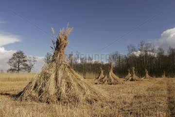 Sheaves of straw of reed in a field cut Netherlands