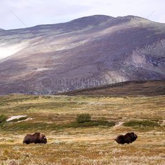 Female Muskox fleeing before a male Norway