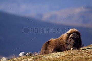 Muskox sitting in the first rays of sun Norway
