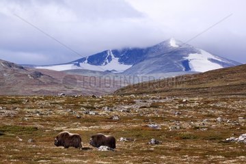 Muskoxen in the Dovrefjell-Sunndalsfjella NP