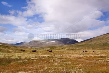 Muskoxen in the highlands of Dovrefjell Norway