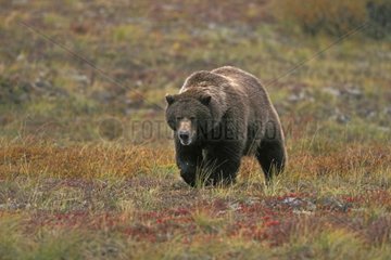 Grizzli marchant dans la toundra en automne PN Denali Alaska