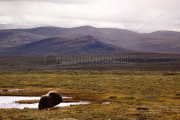 Muskox in the immensity of Dovrefjell Norway