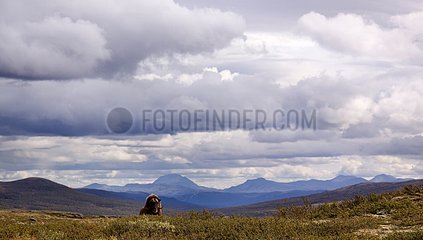 Male Muskox in the immensity of Dovrefjell Norway